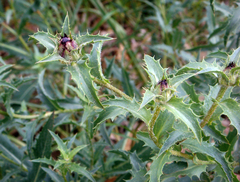 Carthamus caeruleus