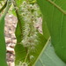 Terminalia macroptera - Photo (c) ASSEDE Eméline S.P., some rights reserved (CC BY-NC), uploaded by ASSEDE Eméline S.P.