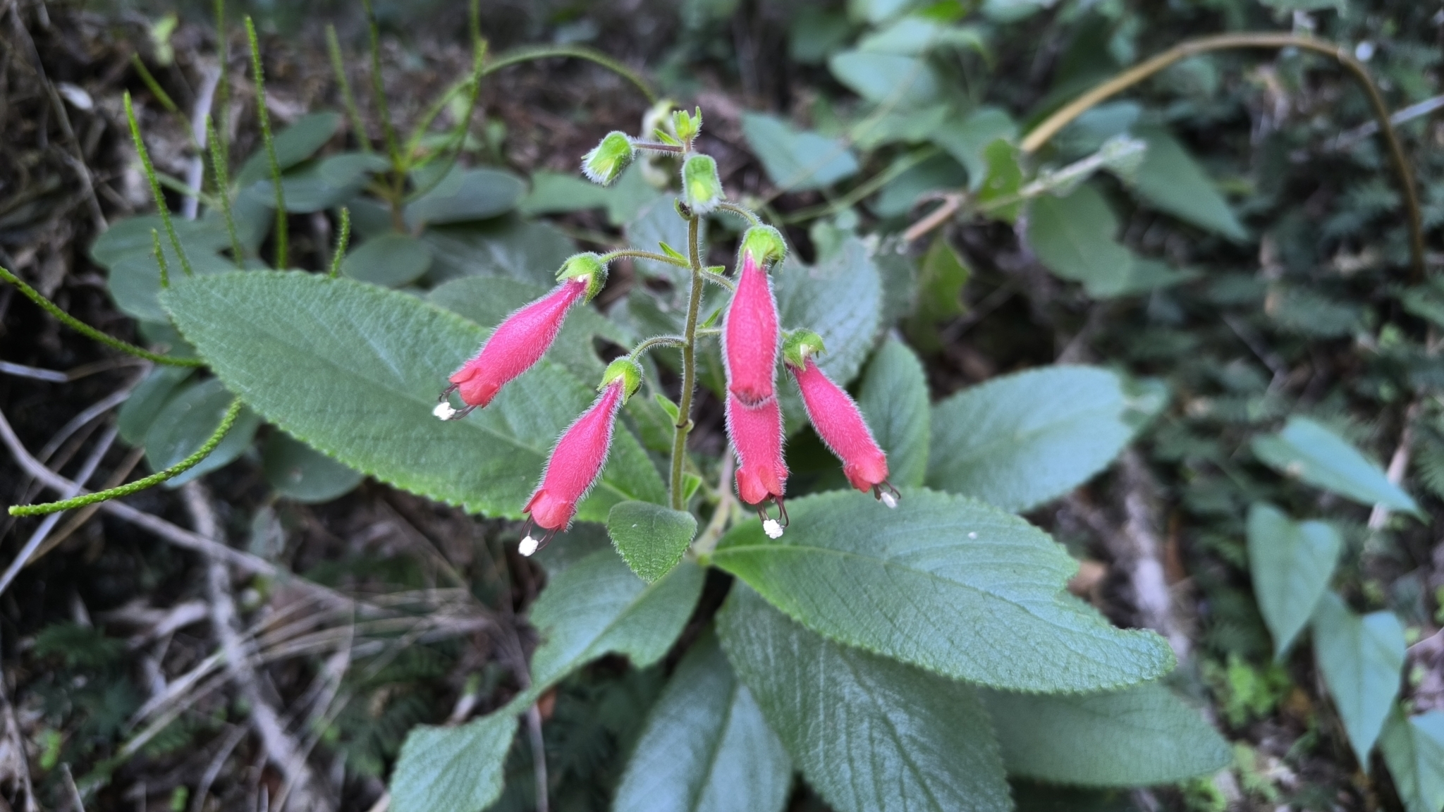 Sinningia sellovii