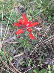 Castilleja scorzonerifolia