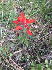 Castilleja scorzonerifolia