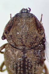 Usechimorpha barberi