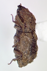 Usechimorpha barberi