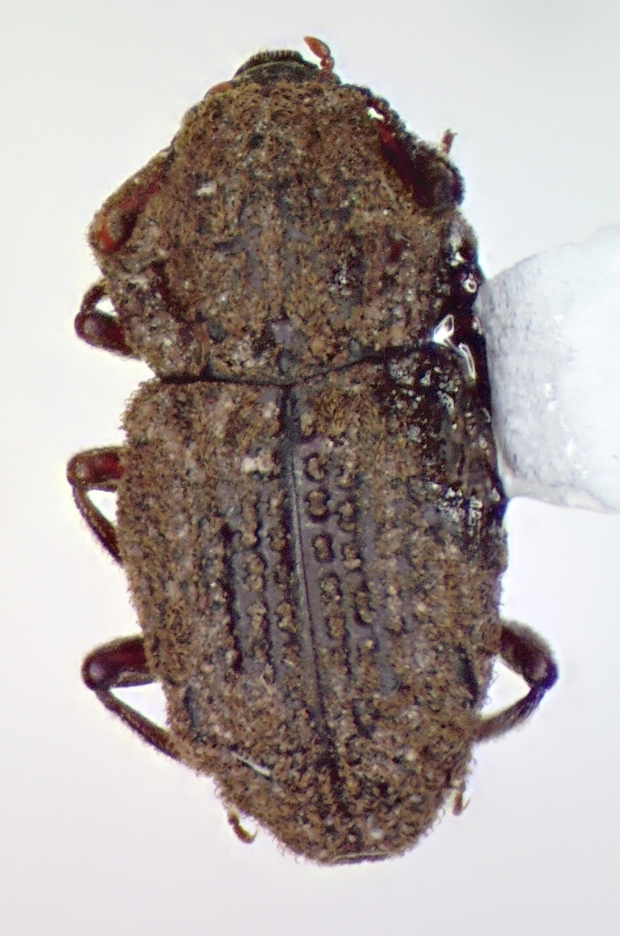 Usechimorpha