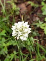 Cyperus seslerioides