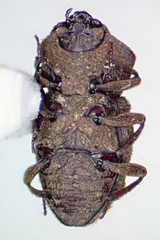 Usechimorpha barberi