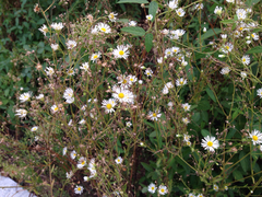 Asteraceae
