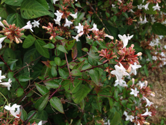 Angiospermae