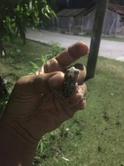 Eleutherodactylus longipes