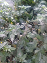 Bidens pilosa pilosa