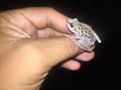 Eleutherodactylus longipes