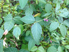 Angiospermae