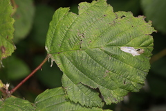 Coptotriche marginea