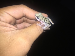 Eleutherodactylus longipes