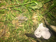 Eleutherodactylus longipes