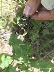 Parthenium auriculatum