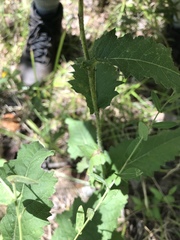 Parthenium auriculatum