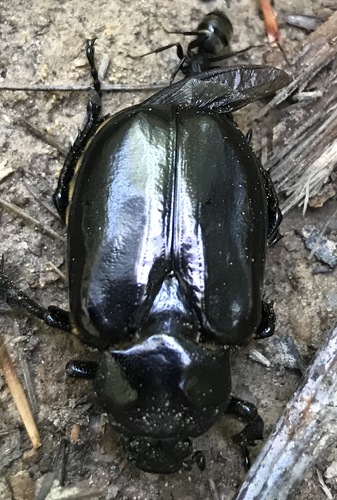 Hermit Flower Beetle photo 6