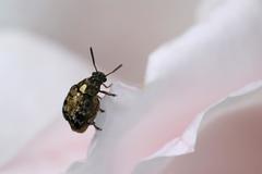 Megabruchidius dorsalis