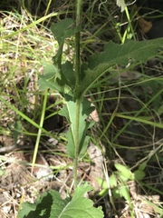 Parthenium auriculatum