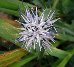 Carthamus caeruleus