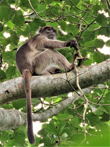 Ashy Red Colobus