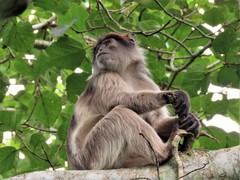 Piliocolobus tephrosceles