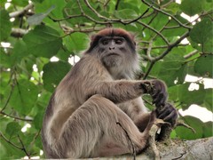 Piliocolobus tephrosceles