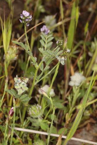 Image of Astragalus gambelianus by (c) Steve Matson, some rights reserved (CC BY)