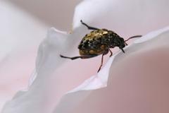 Megabruchidius dorsalis