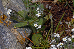 Myosotis pusilla