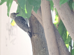 Melanerpes aurifrons