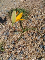 Pauridia linearis