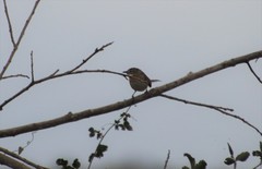 Schoeniophylax phryganophilus