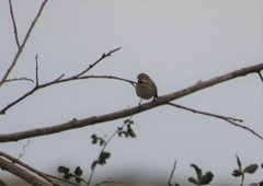 Schoeniophylax phryganophilus