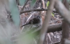 Cnemotriccus fuscatus