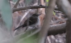 Cnemotriccus fuscatus