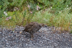 Dendragapus fuliginosus