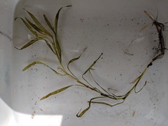 Potamogeton epihydrus