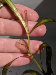 Potamogeton epihydrus