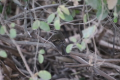 Cnemotriccus fuscatus