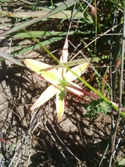 Pauridia linearis