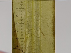 Potamogeton epihydrus