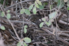 Cnemotriccus fuscatus