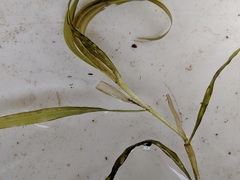 Potamogeton epihydrus