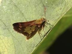 Polites peckius