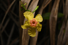 Wild Alamander (Urechites)