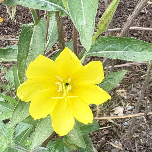 iNaturalist observation photo of tall evening primrose