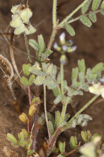 Image of Astragalus gambelianus by (c) Steve Matson, some rights reserved (CC BY)