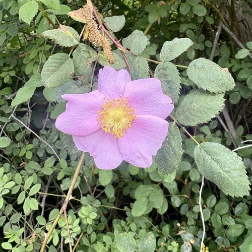iNaturalist observation photo of California Wild Rose